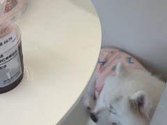 -怪兽屋·羊驼·猫咖·狗咖(俊华广场店)