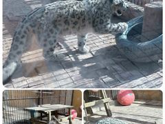 -青藏高原野生动物园