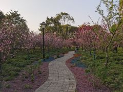 -黄兴公园