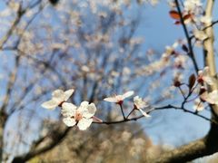 -新虹桥中心花园