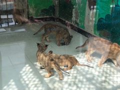 -大连森林动物园