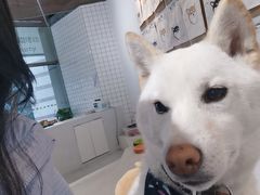 -柴务处·柴犬主题狗咖