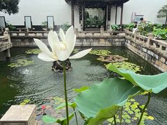 -上海醉白池公园