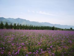 -曲江薰衣草庄园