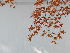 -秋霞圃