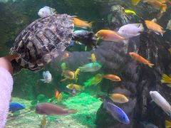 -太平洋海底世界餐厅