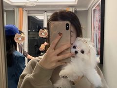 -萌宠之家·腊肠犬·马尔泰·小体犬舍