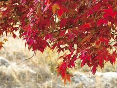 -五角枫生态旅游景区