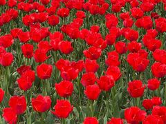 -大宁郁金香公园-停车场