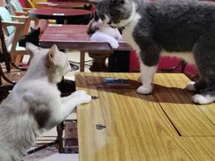 -猫色咖啡·猫咖