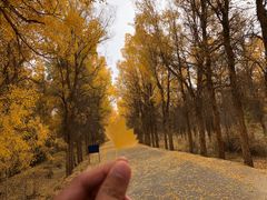 -金塔沙漠胡杨林景区