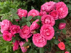 -深圳国际园林花卉博览园