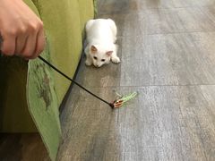 -猫咪咖啡·猫咖(万达广场店)