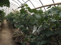 -马陆小张葡萄园农家乐