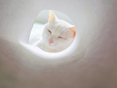 -宠物梦想家(日月豪庭店)