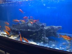 -东家小院金汤酸菜鱼(南阳路店)