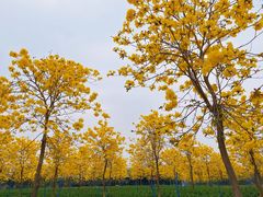 -天适樱花悠乐园