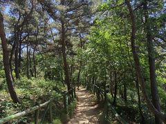 -鲁山国家森林公园