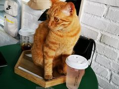 -喵屿·大理花园猫咖