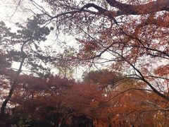 -秋霞圃