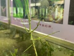 -上海昆虫博物馆