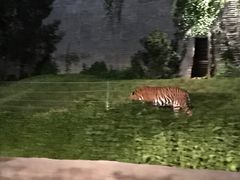 -清迈夜间动物园