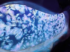 -海合安天津极地海洋公园