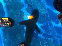 -迪拜水族馆及水下动物园