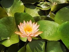 -滕州微山湖红荷湿地景区