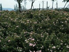 android_upload_pic-白塔湖国家湿地公园