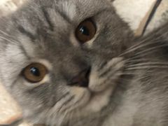 -猫咪咖啡店(新城大街店)