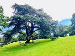 -墨尔本皇家植物园