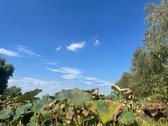 -池杉湖湿地公园