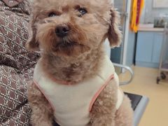 -瑞派·关忠动物医院·猫专科·犬专科(三环新城店)