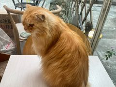 -猫咪派对(江南西店)
