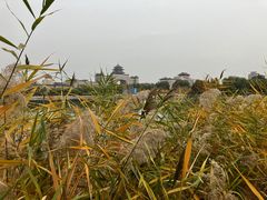 -莲花池公园