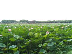 -荷塘月色湿地公园·向阳花洲