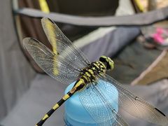-西青郊野公园