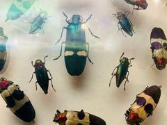 -陕西自然博物馆