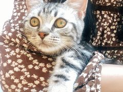 -猫咪派对(江南西店)