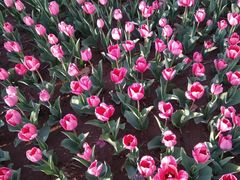 -廊坊文化艺术中心