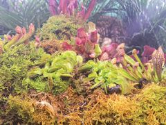 -正佳雨林生态植物园