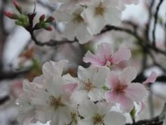 -天适樱花悠乐园