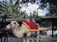 -深圳野生动物园
