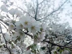 -武汉大学-樱园