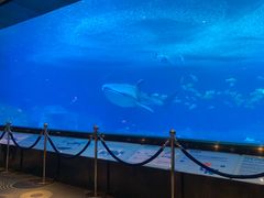 -珠海长隆海洋王国