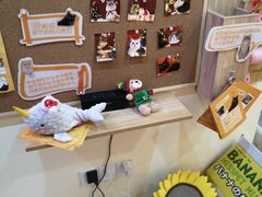 -滚猫咖啡·猫咖·猫友好撸猫(未来城店)