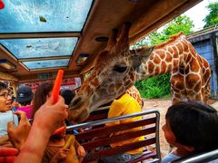 -清迈夜间动物园