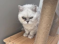 -乖乖宠物医院·猫科·骨科·24小时(云岗分院)