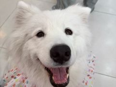 -汪说·狗咖·拼豆·宠物周边DIY(旺城大厦店)